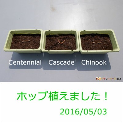 2016-05-03_ホップ植え付け